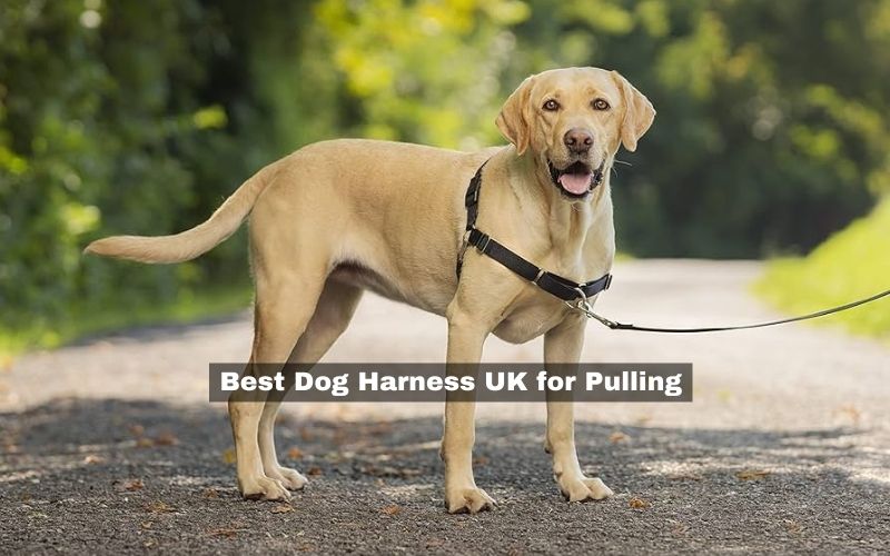 Best Dog Harness UK for Pulling