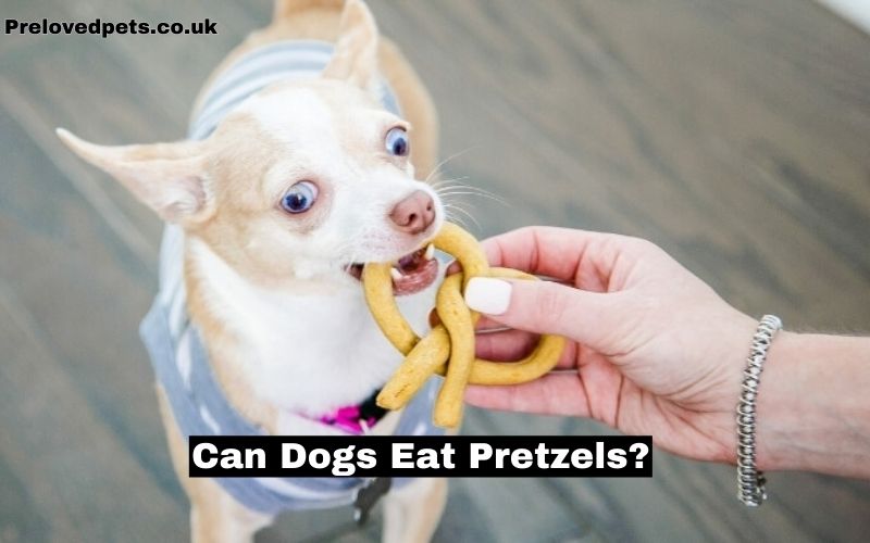 Can Dogs Eat Pretzels