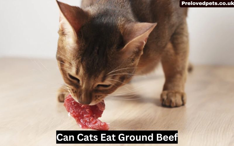 Can Cats Eat Ground Beef