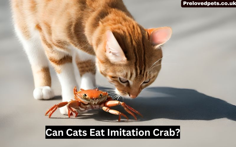 Can Cats Eat Imitation Crab