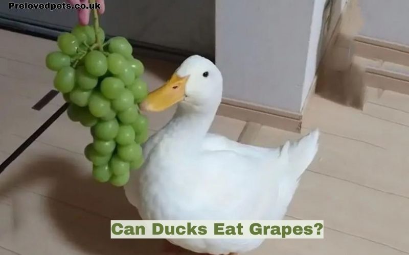 Can Ducks Eat Grapes