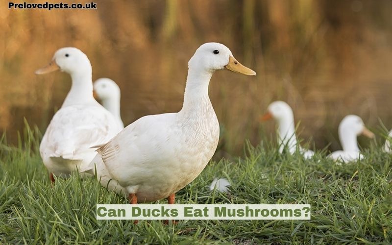 Can Ducks Eat Mushrooms