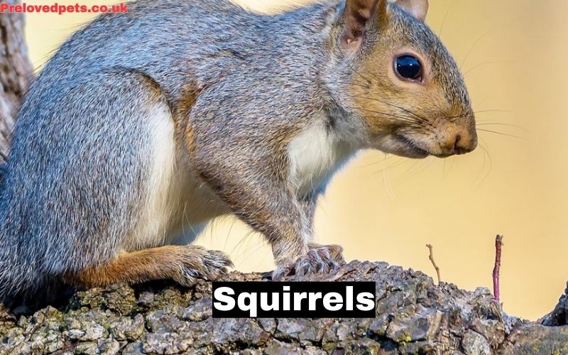 Can Squirrels Eat Chocolate