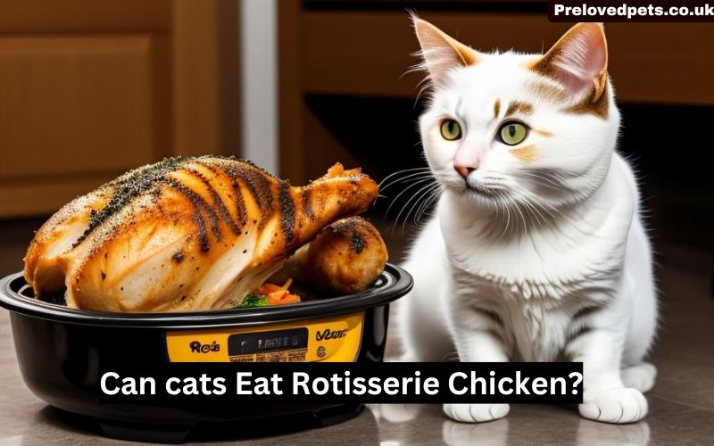 Can cats Eat Rotisserie Chicken