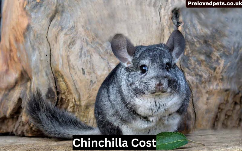 Chinchilla Cost