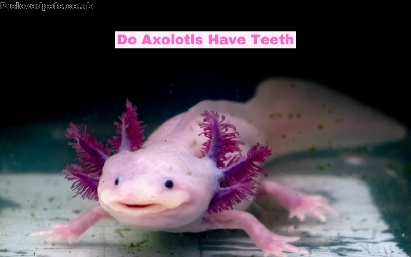 Do Axolotls Have Teeth