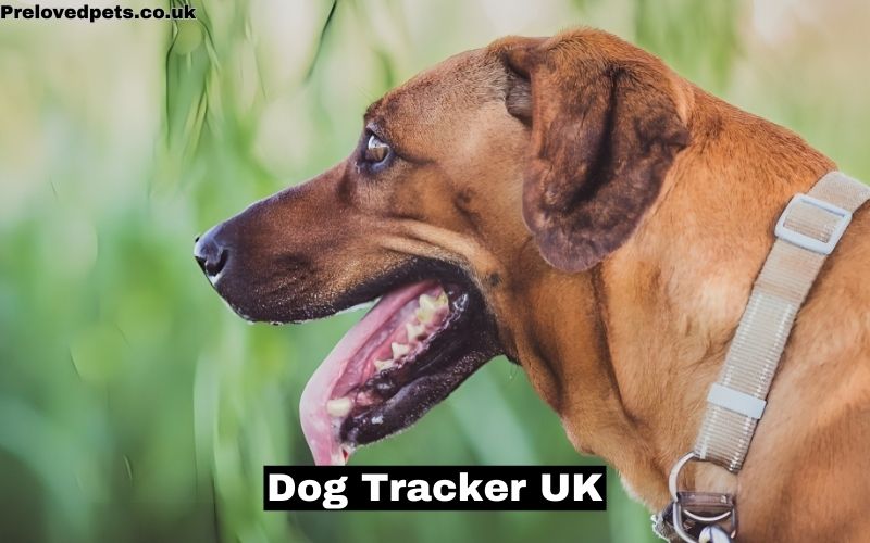 Dog Tracker UK