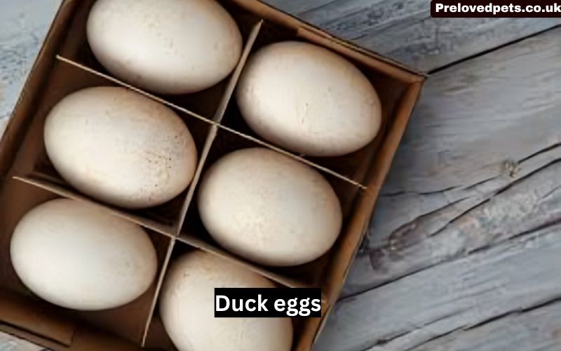 Duck eggs