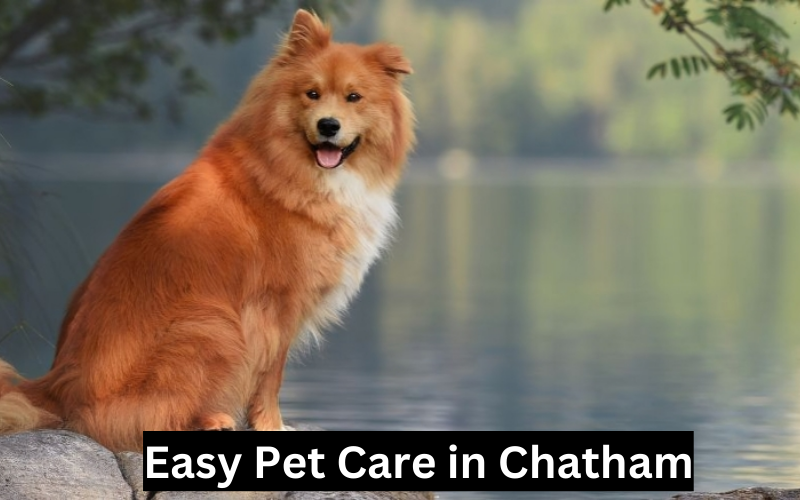 Easy Pet Care in Chatham