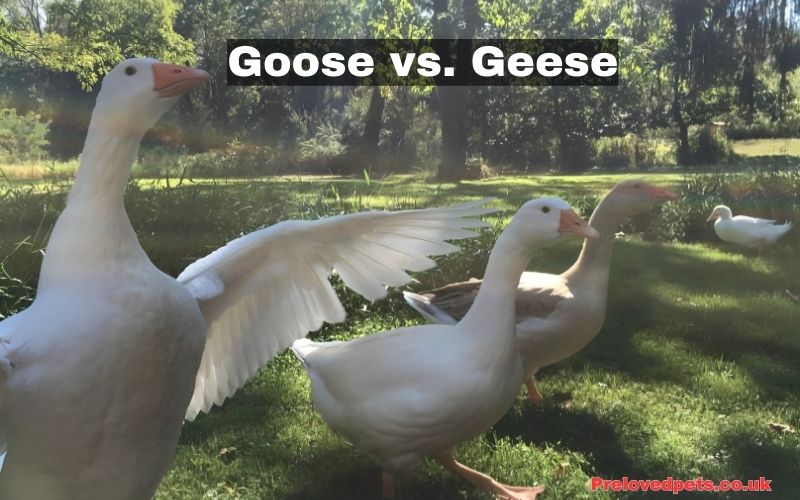 Goose vs. Geese