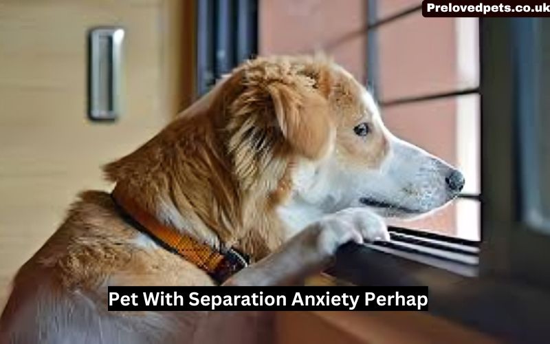 Pet With Separation Anxiety Perhap