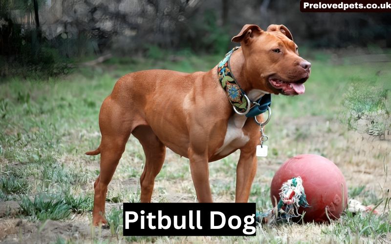 Pitbull dog