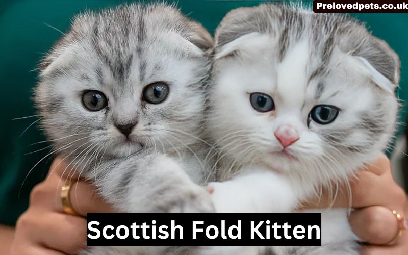 Scottish Fold Kitten