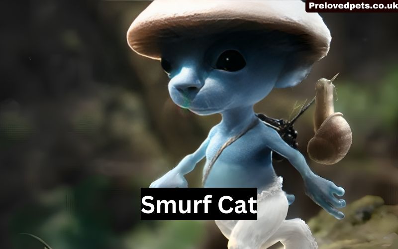 Smurf Cat