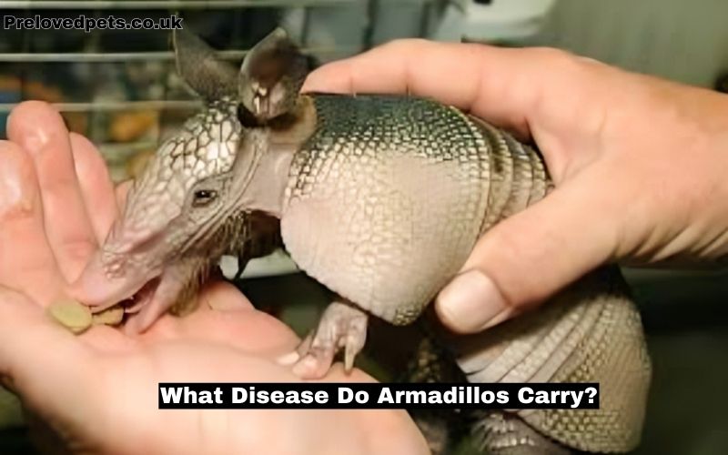 What Disease Do Armadillos Carry